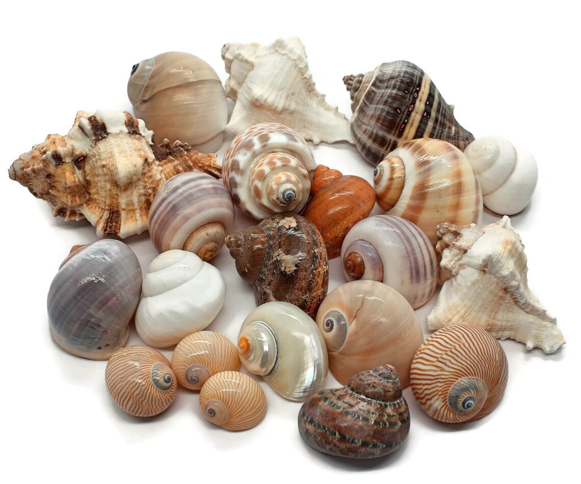 Natural Large Assorted Hermit Crab Shells 13 Case Etsy