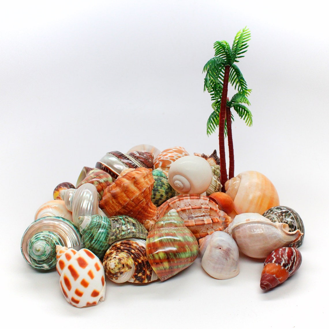 4 Shell Hermit Crab Set Assorted For Medium To Large Hermit
