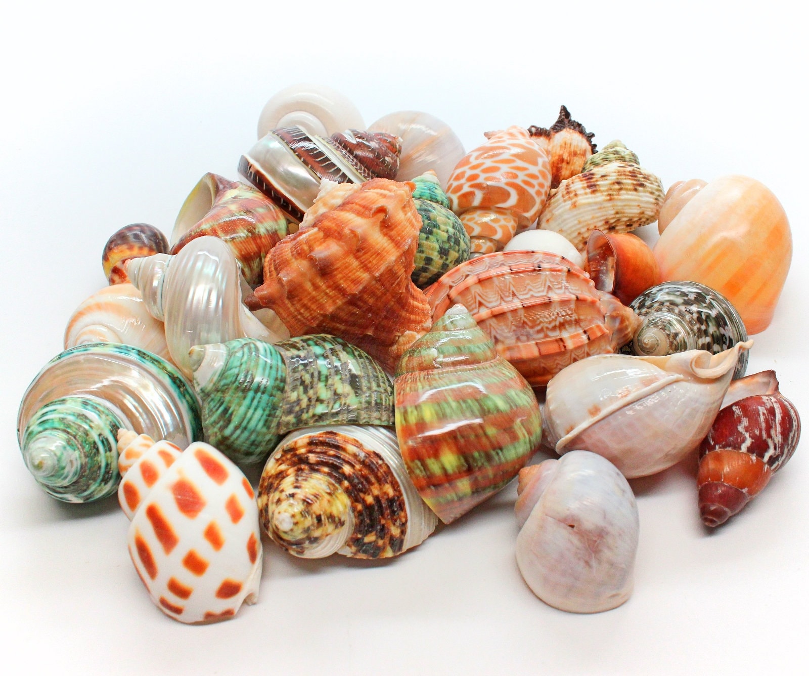 Natural Large Assorted Hermit Crab Shells 13 Case Etsy