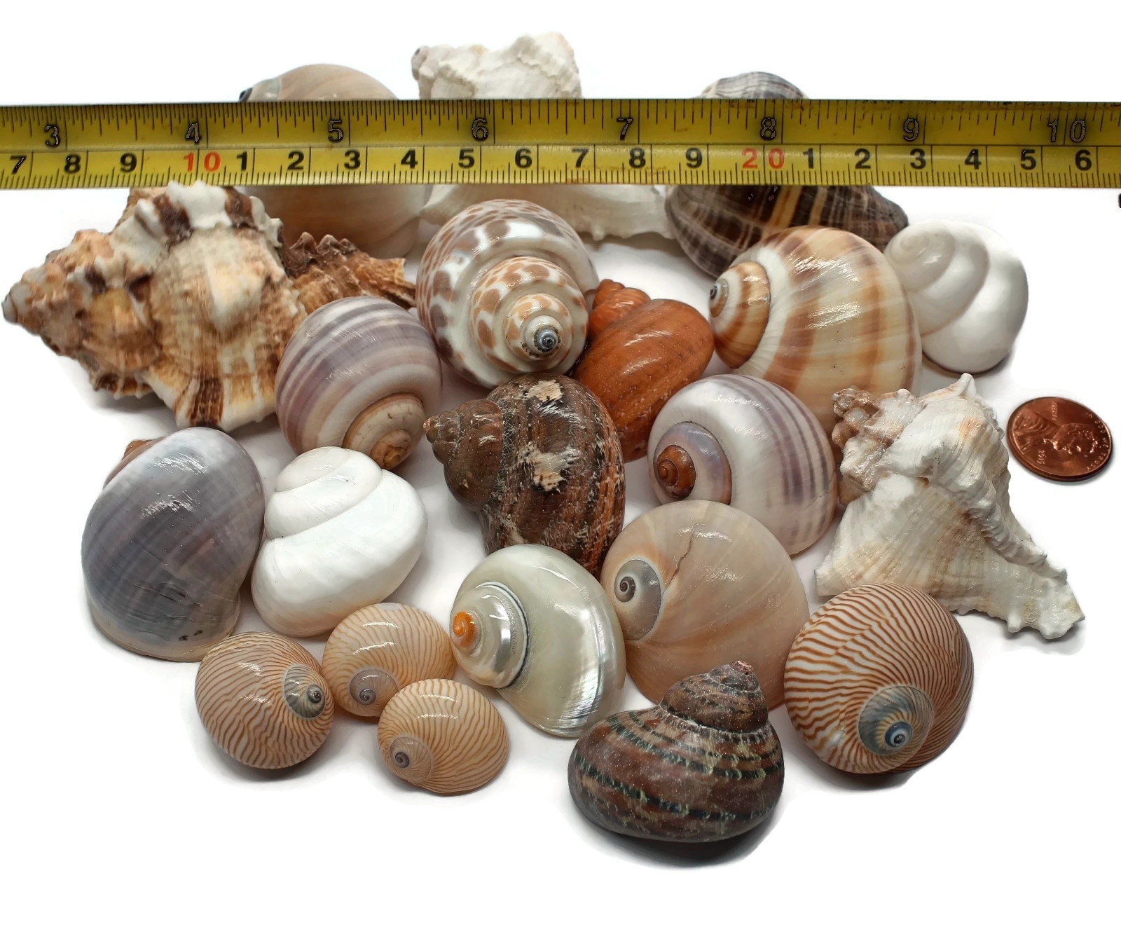 Natural Large Assorted Hermit Crab Shells 13 Case Etsy