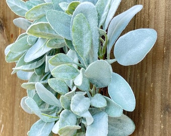 Mini Lambs Ear Wreath