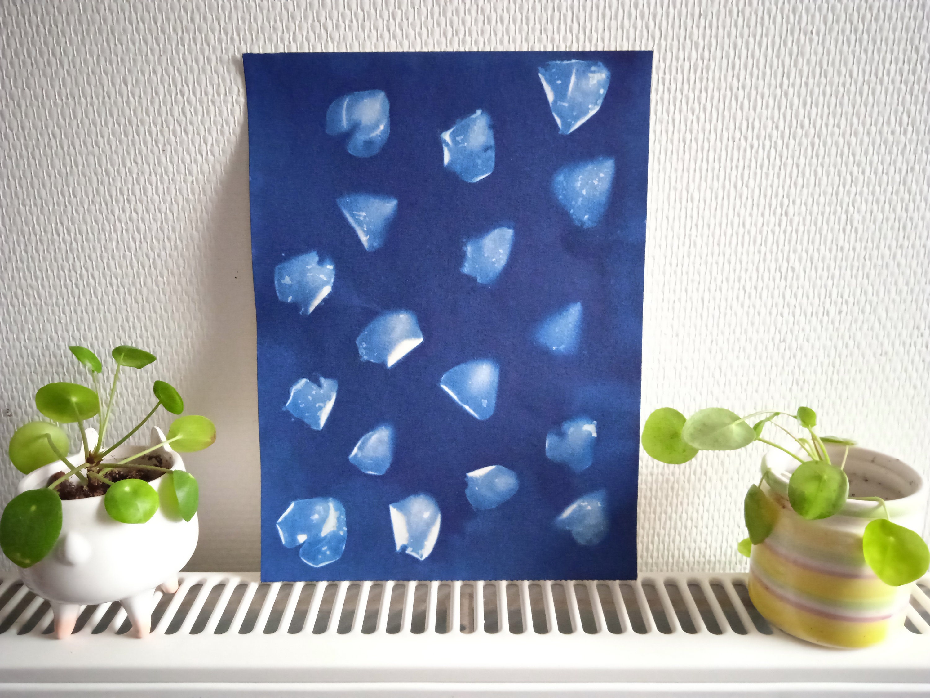 Cyanotype - Impression Végétale et Locale Format A4 Pétales de Roses | Modèle Unique Tarification Ju