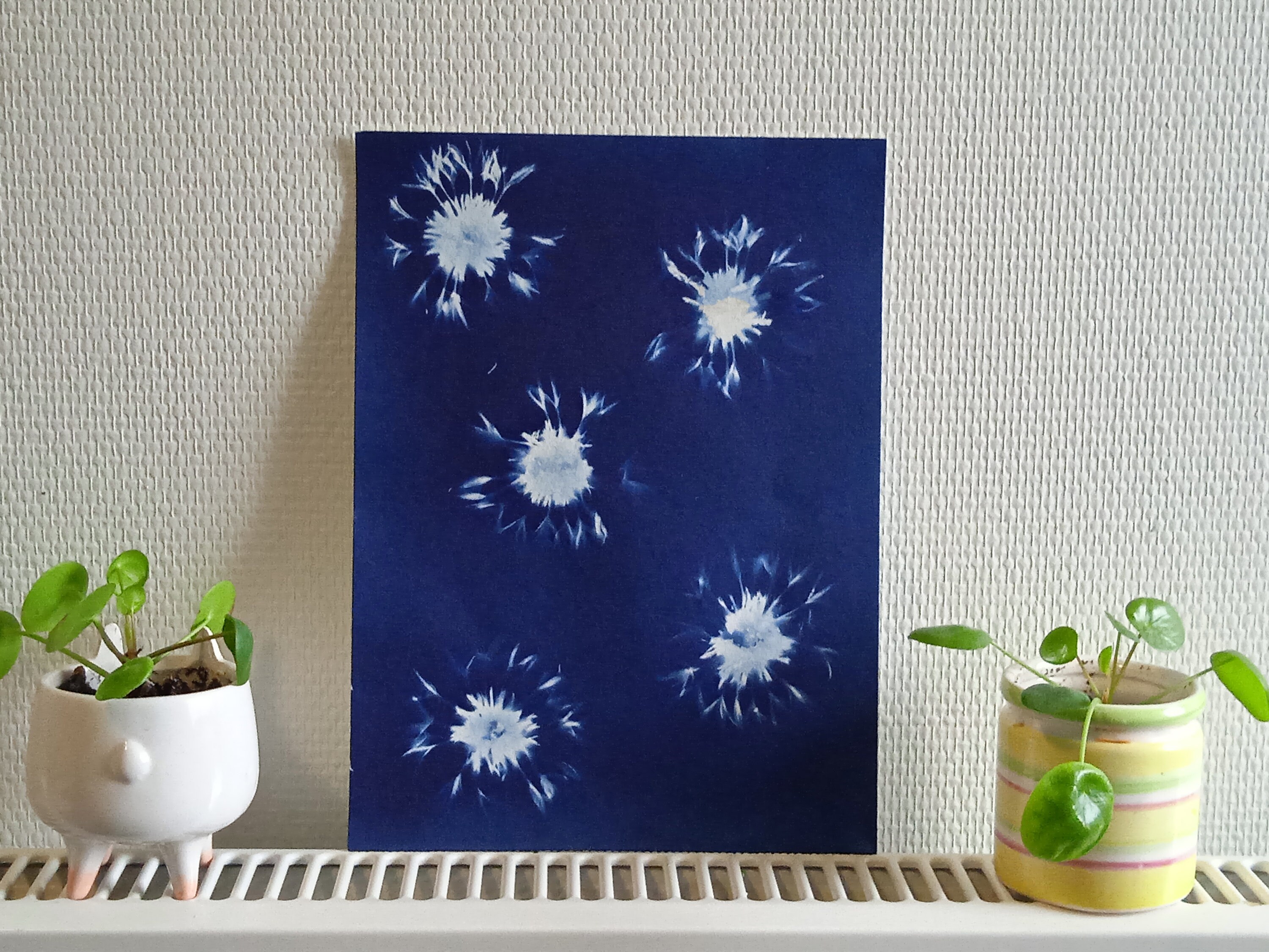 Cyanotype - Impression Végétale et Locale Format A4 Têtes de Bleuets 2 | Modèle Unique Tarification