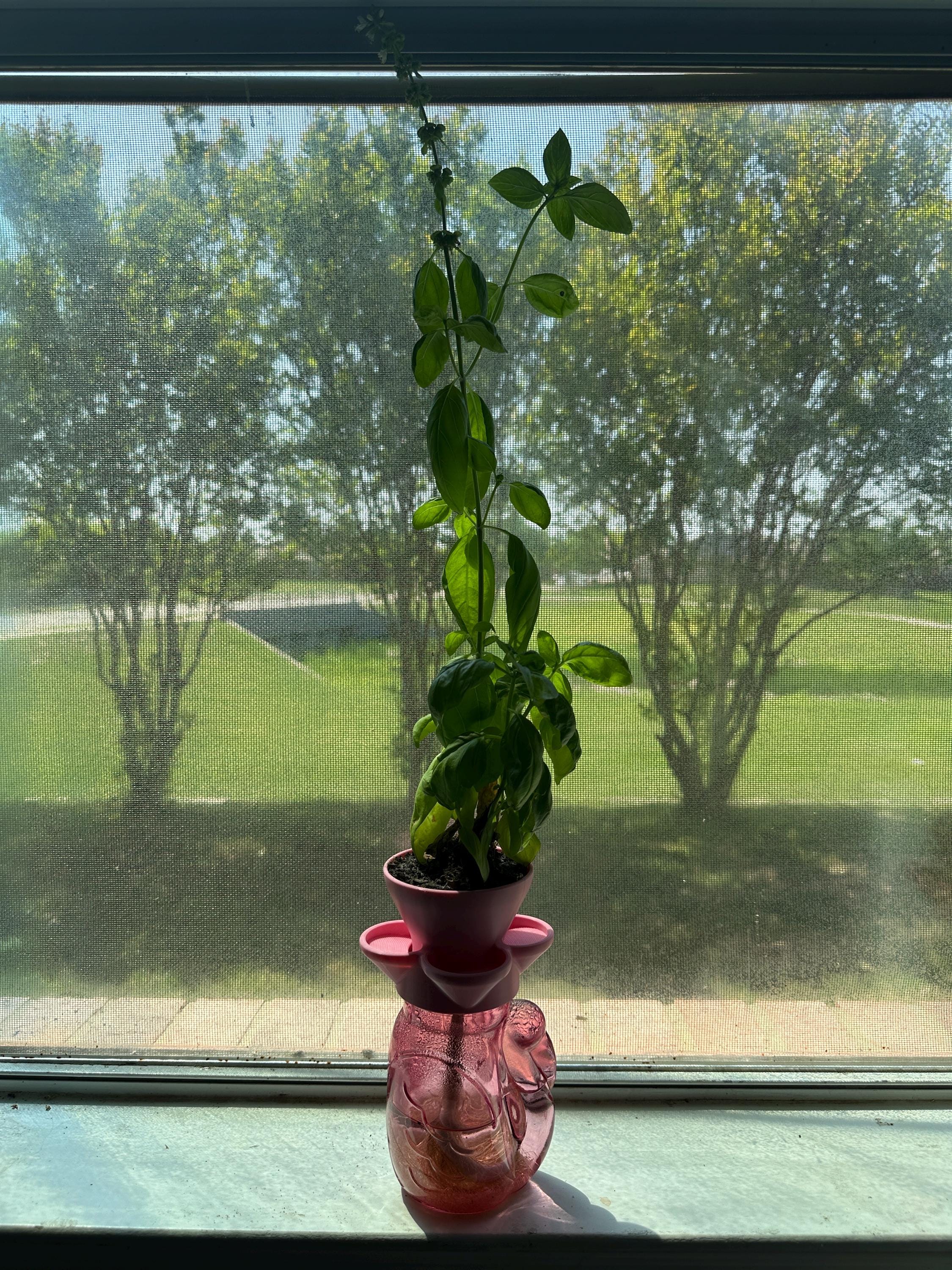 Self-Watering Mason Jar Planter – Indoor Herb Gardening – Low-Maintenance, Hydroponic-Inspired Growing System