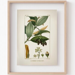 Vintage Mountain Almond Tree Print: Retro Botanical Illustration (Instant Download)