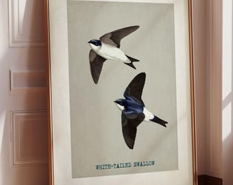 Vintage Swallow Bird Print: Antique Nature Wall Art (Instant Download)
