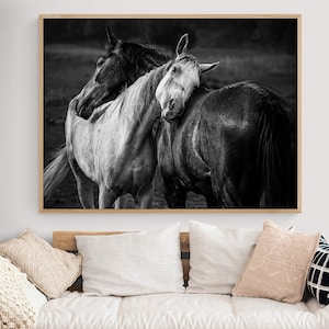 Warm Rain by Niko Chapa, Black and White Horse Photography Print, Equestrian Decor, Rodeo Wall Art, White Horse Photo, Rustic Rural Decor