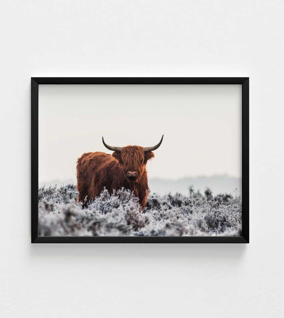 Highland Cow Print: Quiet Strength in Frosty Scene