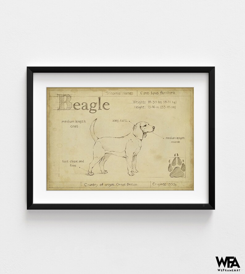 Antique Beagle ASH by Ethan Harper, Beagle Mom Decor, Good Doggo Vet Offce Wall Art, Dog Groomer Wall Decor Idea Poster Print image 5