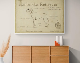 Labrador Retriever Poster Print, Vintage Dog Anatomy Art