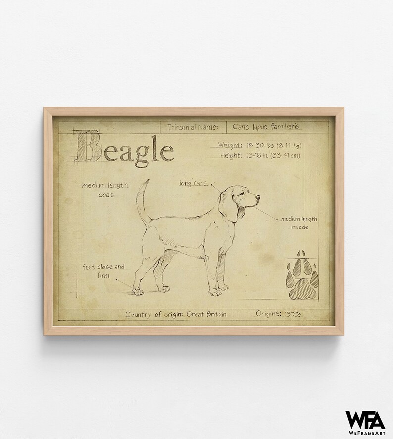Antique Beagle ASH by Ethan Harper, Beagle Mom Decor, Good Doggo Vet Offce Wall Art, Dog Groomer Wall Decor Idea Poster Print image 7