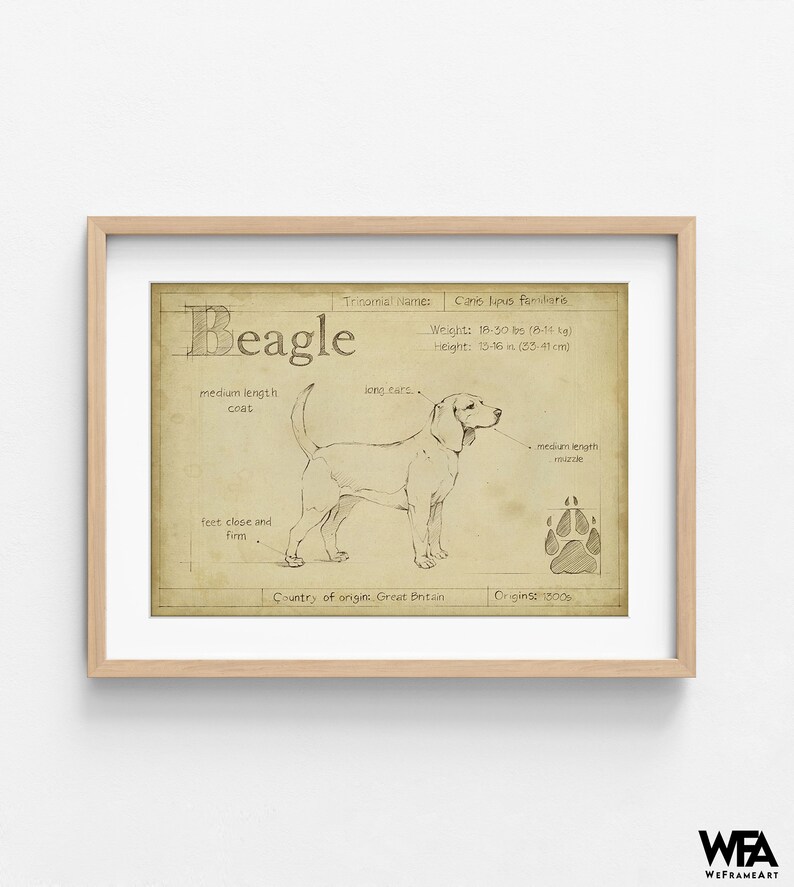 Antique Beagle ASH by Ethan Harper, Beagle Mom Decor, Good Doggo Vet Offce Wall Art, Dog Groomer Wall Decor Idea Poster Print image 8