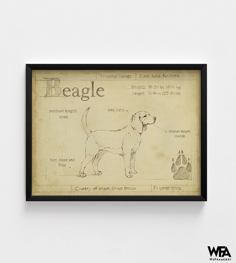 Antique Beagle ASH by Ethan Harper, Beagle Mom Decor, Good Doggo Vet Offce Wall Art, Dog Groomer Wall Decor Idea Poster Print image 4