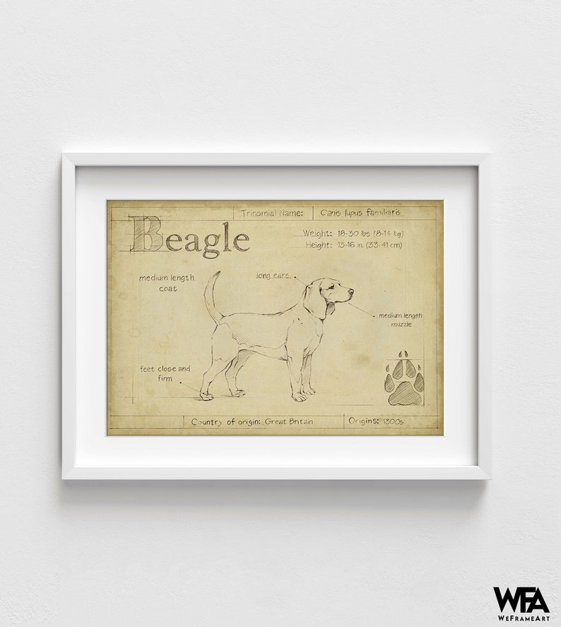 Antique Beagle ASH by Ethan Harper, Beagle Mom Decor, Good Doggo Vet Offce Wall Art, Dog Groomer Wall Decor Idea Poster Print image 2