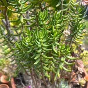 May include: A close-up of a vibrant green succulent plant with numerous small, cylindrical leaves. The plant is potted in a terracotta pot, showcasing its lush, textured foliage. The plant's stems are visible, adding to the natural aesthetic.
