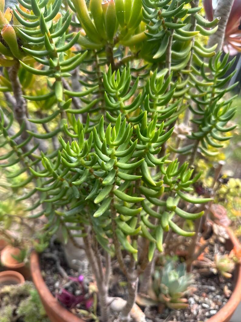 May include: A close-up of a vibrant green succulent plant with numerous small, cylindrical leaves. The plant is potted in a terracotta pot, showcasing its lush, textured foliage. The plant's stems are visible, adding to the natural aesthetic.