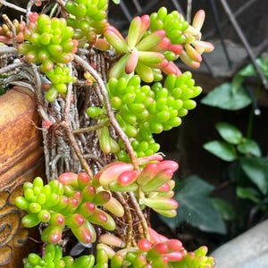 May include: Close-up of a succulent plant with vibrant green and red-tipped leaves. The plant has a cascading growth pattern, with small, rounded leaves clustered along the stems. The background includes a wooden structure and other greenery.