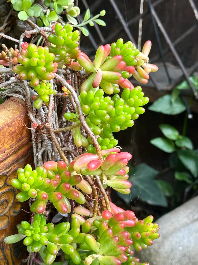 May include: Close-up of a succulent plant with vibrant green and red-tipped leaves. The plant has a cascading growth pattern, with small, rounded leaves clustered along the stems. The background includes a wooden structure and other greenery.