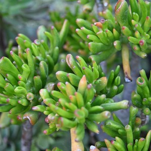 May include: A Crassula ovata Gollum succulent plant featuring numerous tubular, finger-like green leaves with reddish-tipped ends. The plant has a dense, branching structure with multiple stems visible, showcasing a vibrant green color palette.