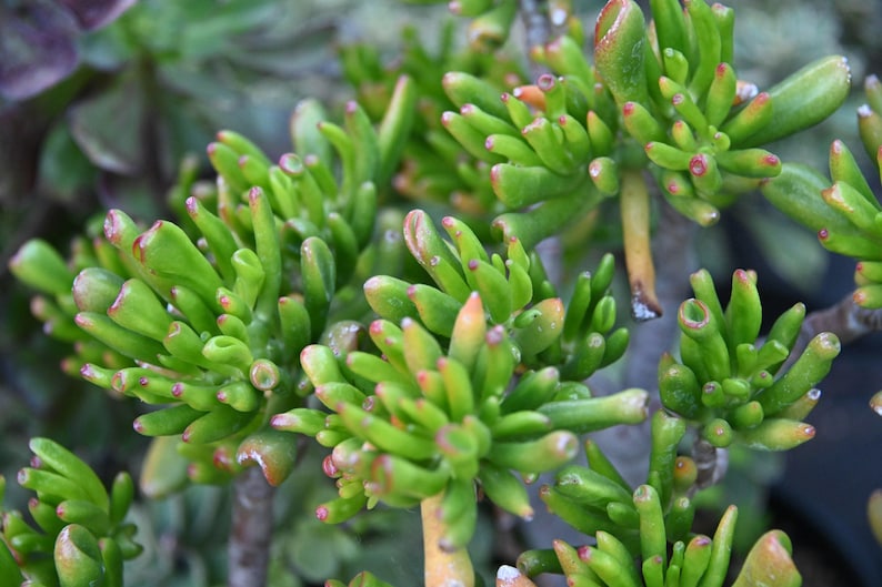 May include: A Crassula ovata Gollum succulent plant featuring numerous tubular, finger-like green leaves with reddish-tipped ends. The plant has a dense, branching structure with multiple stems visible, showcasing a vibrant green color palette.