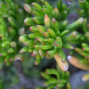 Gollum Jade Cuttings | Crassula Ovata Gollum | Live Succulent Stem Cuttings Unrooted | Trumpet Finger Jade | ET Fingers | Easy to Root
