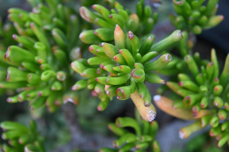 May include: A Crassula ovata Gollum succulent plant featuring numerous tubular, finger-like green leaves. The tips of the leaves are rounded and display subtle reddish-brown coloration, with some areas showing a pale yellowish-green hue.