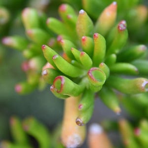May include: A Crassula ovata Gollum succulent plant featuring tubular, finger-like green leaves with reddish tips. The plant has a dense, clustered growth pattern with multiple stems radiating outward, showcasing a smooth, fleshy texture throughout.