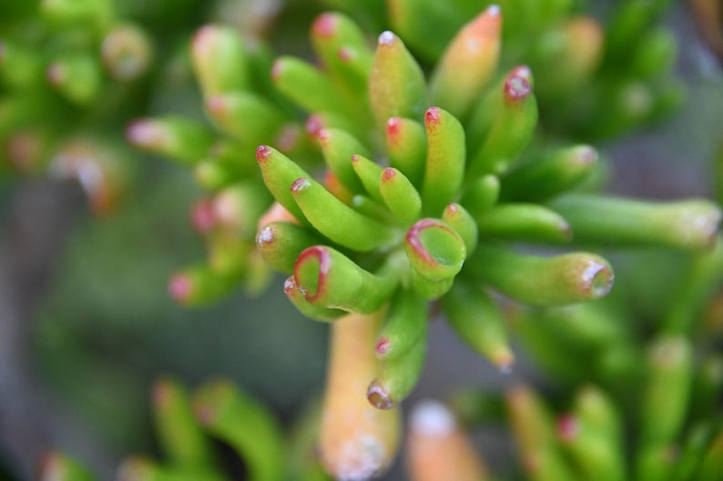 May include: A Crassula ovata Gollum succulent plant featuring tubular, finger-like green leaves with reddish tips. The plant has a dense, clustered growth pattern with multiple stems radiating outward, showcasing a smooth, fleshy texture throughout.
