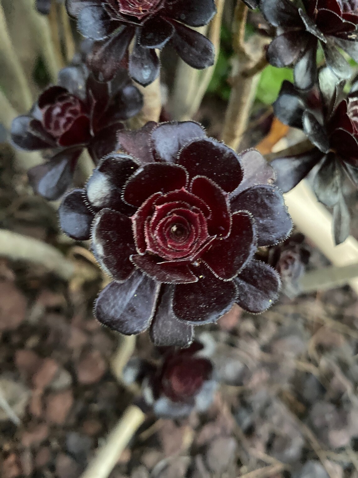 Aeonium Black Rose also known as Aeonium arboreum Zwartkops Etsy