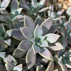 以下が含まれることがあります： 厚い、淡い緑色と灰色の葉を持つ、いくつかの多肉植物のクローズアップ。葉はロゼット状を形成し、一部の植物は満開です。植物は、おそらく庭である自然な屋外環境にあります。