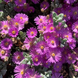 Oscularia Deltoides "Pink Ice Plant" Cuttings – 1-3 Inches (Unrooted)