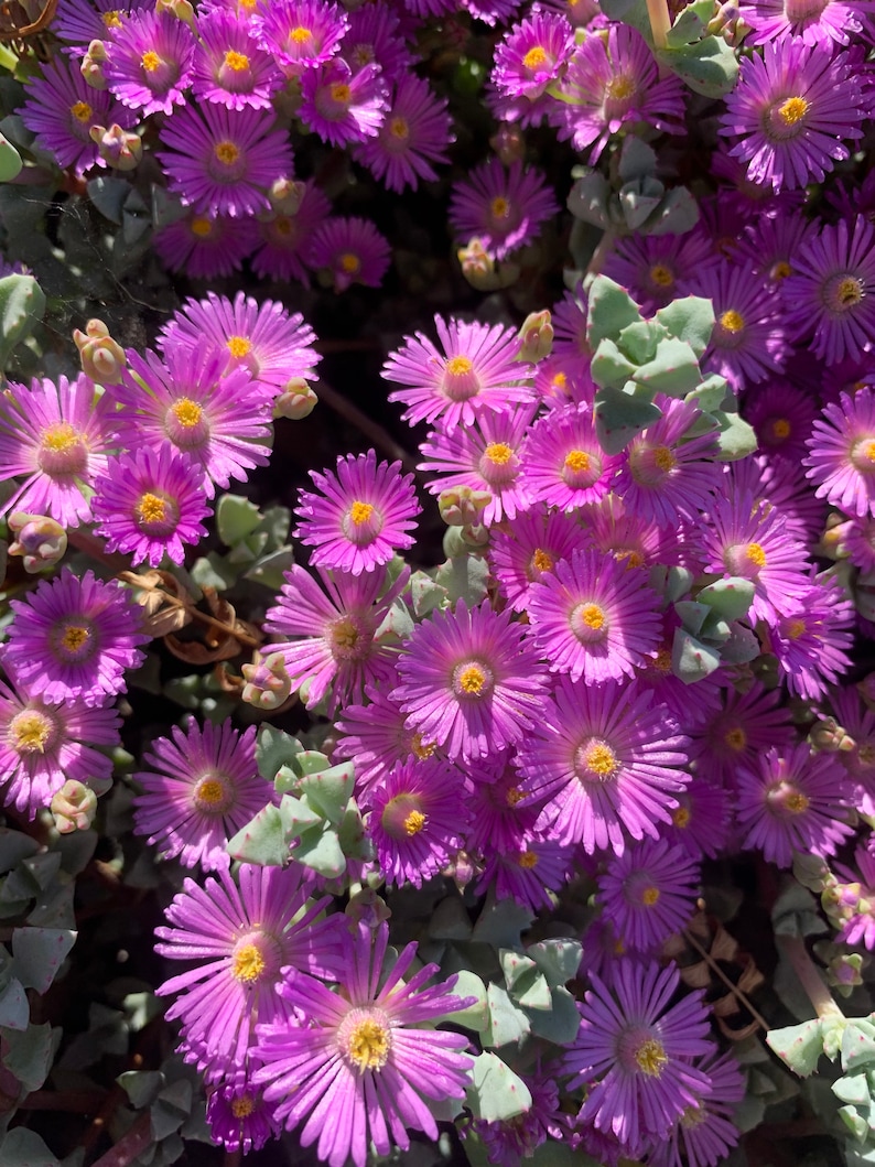 K&ouml;nnte beinhalten: Nahaufnahme einer Ansammlung von leuchtend violetten Bl&uuml;ten mit gelben Zentren. Die Bl&uuml;ten sind dicht beieinander und bilden ein wundersch&ouml;nes und farbenfrohes Bild.