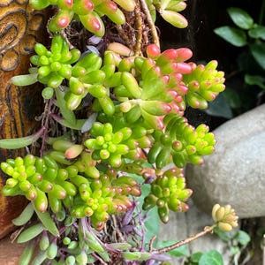 May include: Close-up of a succulent plant with vibrant green and red-tipped, bead-like leaves. The plant cascades down, with some stems showing a deep purple hue. The background includes a glimpse of a decorative pot and other greenery.