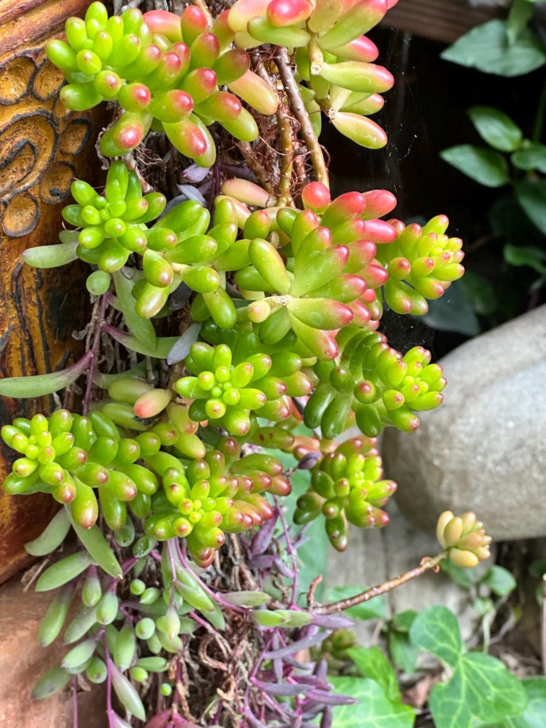 May include: Close-up of a succulent plant with vibrant green and red-tipped, bead-like leaves. The plant cascades down, with some stems showing a deep purple hue. The background includes a glimpse of a decorative pot and other greenery.