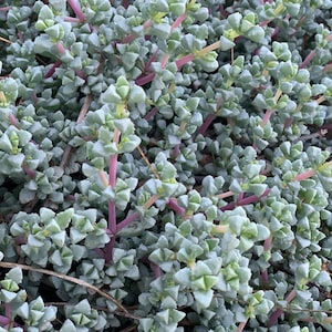 K&ouml;nnte beinhalten: Nahaufnahme einer Bodendeckerpflanze mit kleinen, gr&uuml;nen, dreieckigen Bl&auml;ttern und rot-violetten Stielen.