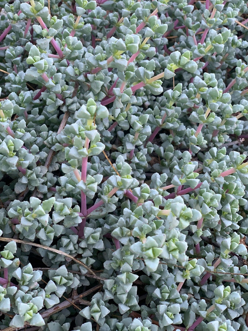 K&ouml;nnte beinhalten: Nahaufnahme einer Bodendeckerpflanze mit kleinen, gr&uuml;nen, dreieckigen Bl&auml;ttern und rot-violetten Stielen.