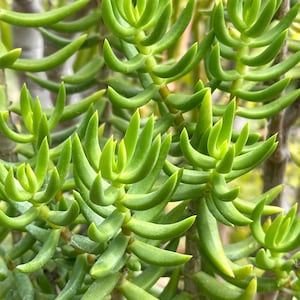 May include: Close-up of a vibrant green succulent plant. The plant features thick, cylindrical leaves that curve slightly, creating a textured appearance. The leaves are a bright, healthy green, with some areas showing a lighter shade. The plant's stems are visible, adding to the natural aesthetic.