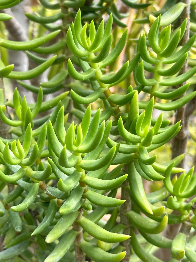May include: Close-up of a vibrant green succulent plant. The plant features thick, cylindrical leaves that curve slightly, creating a textured appearance. The leaves are a bright, healthy green, with some areas showing a lighter shade. The plant's stems are visible, adding to the natural aesthetic.