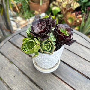 Create Your Own Aeonium Bouquet – 6 Assorted Cuttings (Unrooted)