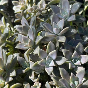 以下が含まれることがあります： 厚い、淡い緑色の葉を持つ多肉植物のクラスターのクローズアップ。葉はロゼット状に配置され、わずかに青みがかった灰色がかった色合いです。画像は明るく照らされており、植物の質感と形を際立たせています。