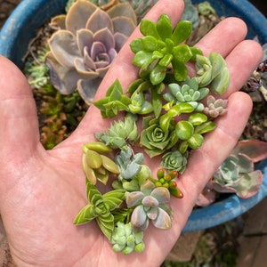 Collection of 25 Petite Succulent Cuttings - Tiny Treasures for Indoor Micro-Gardening and DIY Crafts