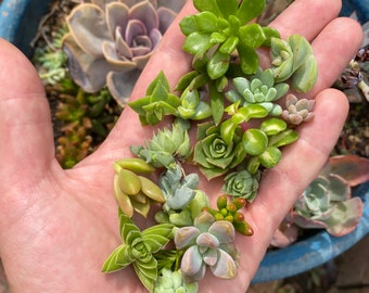 Collection of 25 Petite Succulent Cuttings - Tiny Treasures for Indoor Micro-Gardening and DIY Crafts