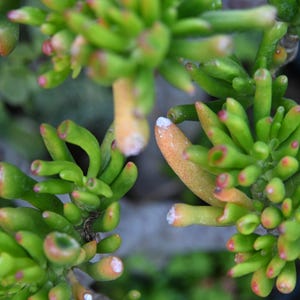 May include: A Crassula ovata Gollum succulent plant featuring tubular, finger-like green leaves with reddish-tipped ends. The plant has a dense, branching structure with multiple clusters of fleshy, succulent foliage growing from a central woody stem.