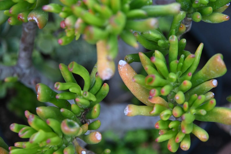 May include: A Crassula ovata Gollum succulent plant featuring tubular, finger-like green leaves with reddish-tipped ends. The plant has a dense, branching structure with multiple clusters of fleshy, succulent foliage growing from a central woody stem.