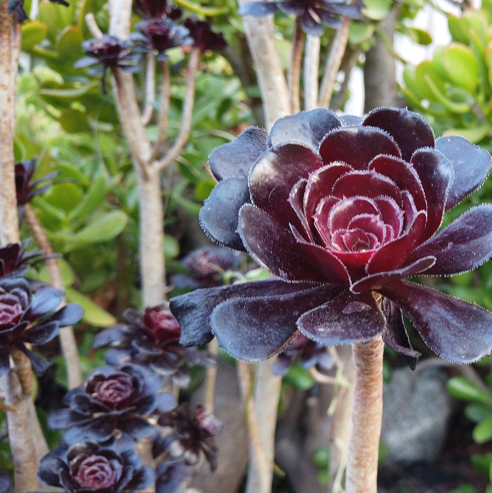 Aeonium Black Rose also known as Aeonium arboreum Zwartkops Etsy