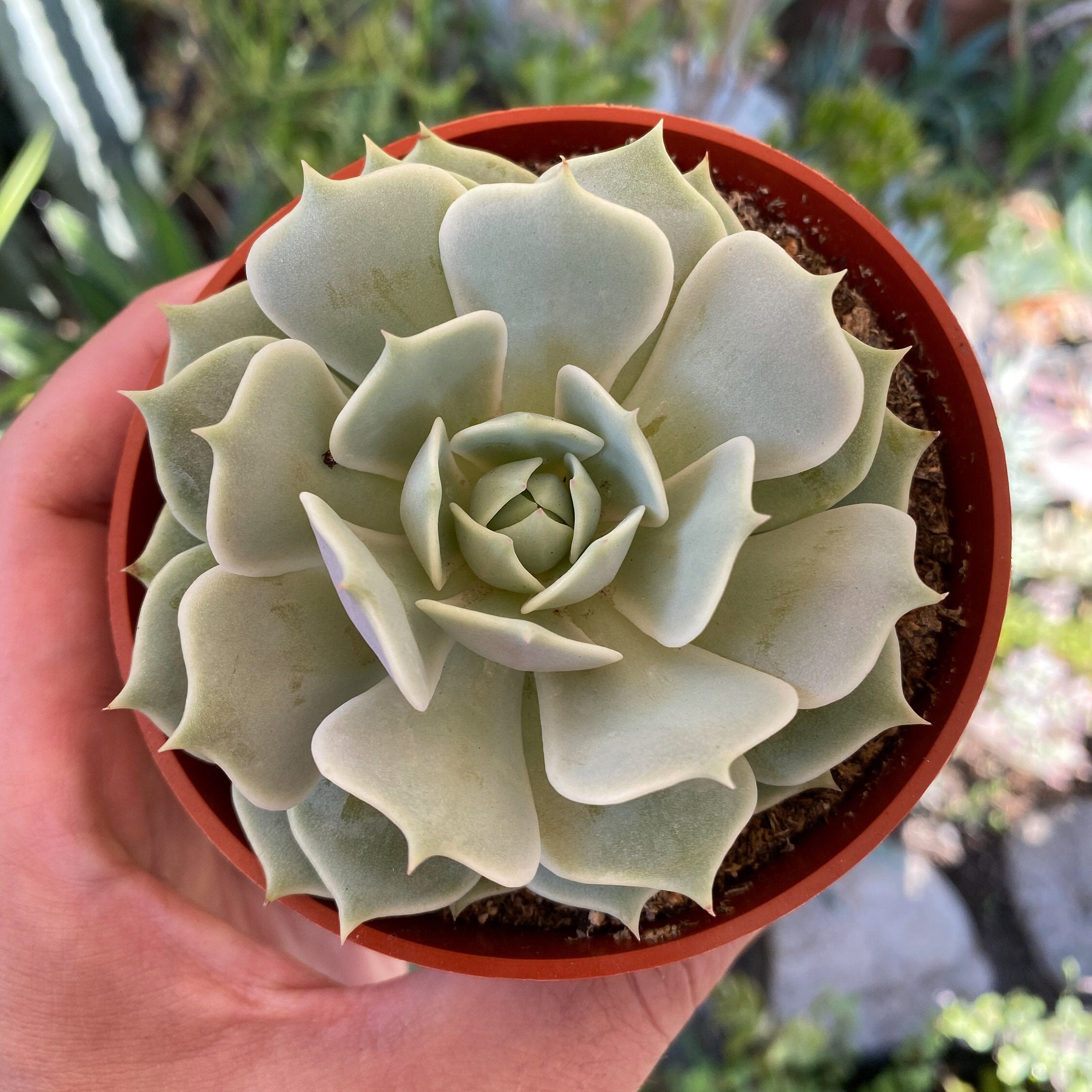 Echeveria Lola Echeveria Lilacina & Echeveria Deresina. Rose Etsy