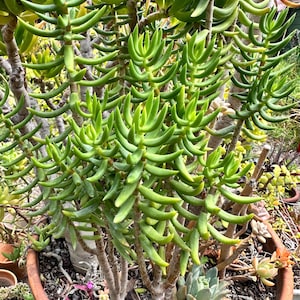 May include: A close-up of a green succulent plant with thick, cylindrical leaves. The plant is in a terracotta pot, with other small plants visible in the background. The succulent has a branching structure, with multiple stems and dense foliage.