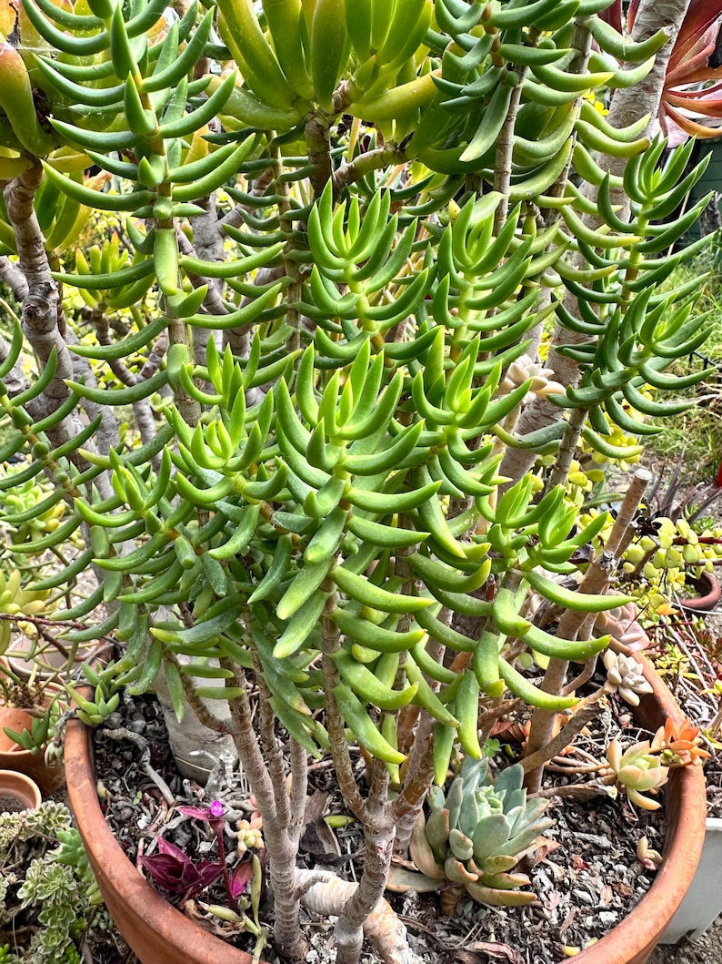 May include: A close-up of a green succulent plant with thick, cylindrical leaves. The plant is in a terracotta pot, with other small plants visible in the background. The succulent has a branching structure, with multiple stems and dense foliage.