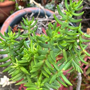 May include: Close-up of a vibrant green succulent plant with thick, fleshy leaves. The plant has a dense, compact growth habit, with multiple stems and branches. The leaves are a bright, healthy green color, and the plant appears to be thriving in its pot.