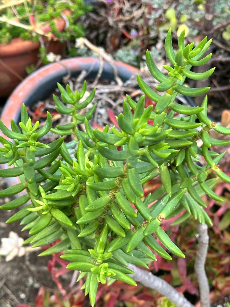 May include: Close-up of a vibrant green succulent plant with thick, fleshy leaves. The plant has a dense, compact growth habit, with multiple stems and branches. The leaves are a bright, healthy green color, and the plant appears to be thriving in its pot.